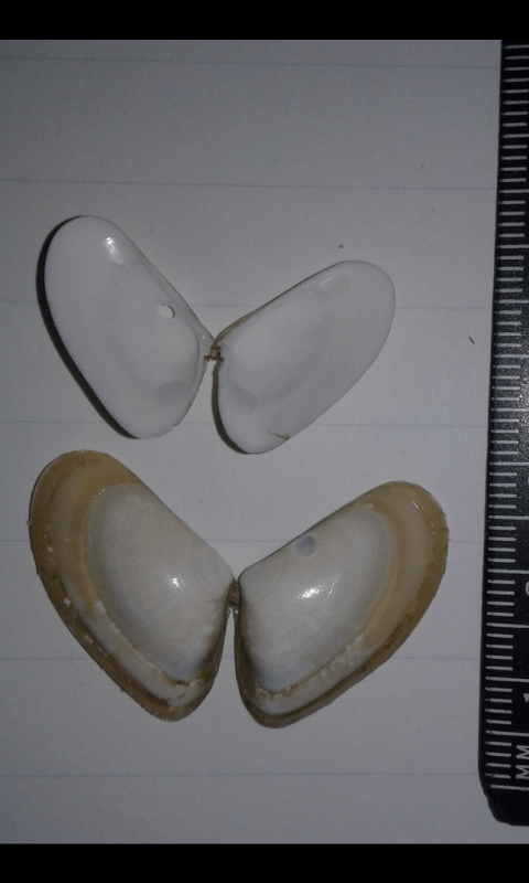 Donax trunculus (Donacidae)?